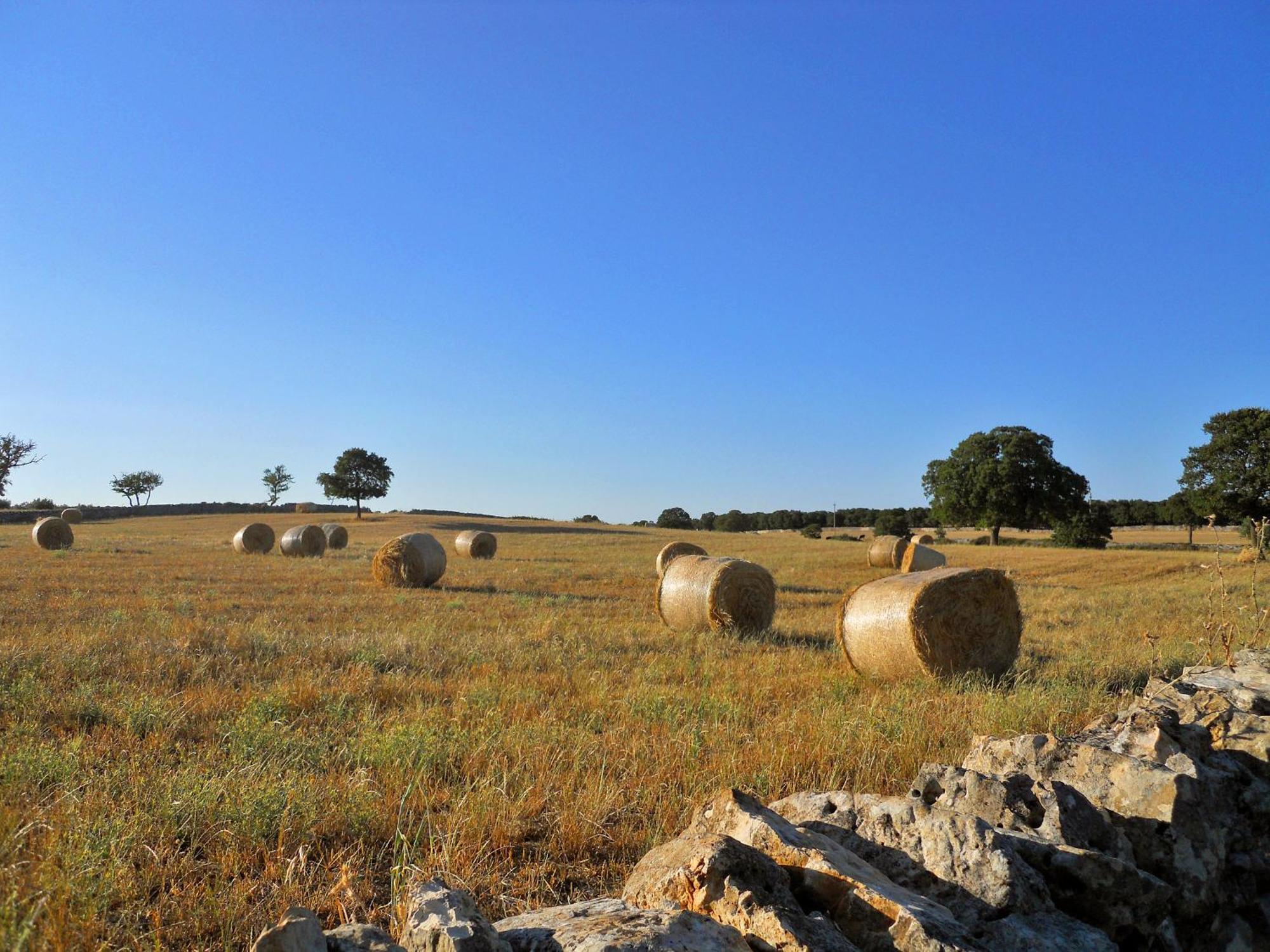 Agriturismo Masseria Casa Busciana Альберобелло Экстерьер фото